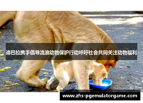 迪巴拉携手倡导流浪动物保护行动呼吁社会共同关注动物福利 迪巴拉携手倡导流浪动物保护行动呼吁社会共同关注动物福利